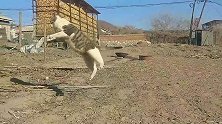 我家的猫咪都成精了！齐天大圣逍遥自在！