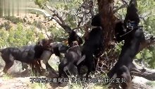 十几条猎犬围住一棵树狂吠，主人朝树上一看，瞬间不淡定了