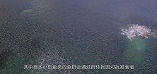 海洋里的小鱼，在面对猎食者时，它们回怎样选择逃生呢