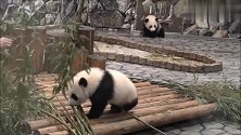 桀骜不驯的熊猫宝宝，不听饲养员的召唤