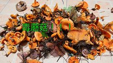 上山看看，常见的毒蘑菇和可以吃的野生蘑菇，你认识多少？