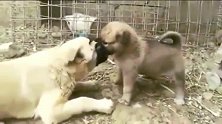 小奶狗咬着母狗不放，疼得母狗嗷嗷直叫