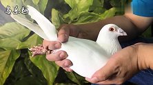 信鸽鉴赏：西翁血统白鸽，2017年的鸽子，是你喜欢的鸽子吗？