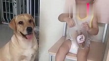 主人对拉布拉多说：帮宝宝拿尿裤就奖励肉干吃，结局太逗啦