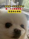 贵州贵阳：狗狗前一天吃东西被卡，第二天又被蜜蜂蛰了