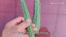 仙人掌嫁接令箭荷花，只要“一刀切”，两个刺固定，很容易就成活