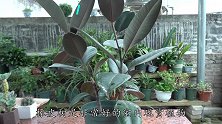 室内养盆橡皮树，4个方面狠狠招呼，叶子宽大肥厚长势旺盛