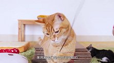 看猫咪惯用手可知公母？原以为没啥用，结果它们的表现超出想象