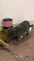 猫：吃够了没，该我吃了！