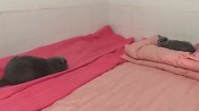 猫父亲教育逆子，不料画风突变，笑喷无数人