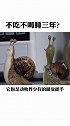 不吃不喝睡三年？