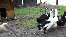 男子将小狗放进鸭群，必定会展开一场“大战”，网友：太坏了
