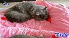 猫妈和猫儿子难得和睦相处，突然转眼就翻脸，胖猫爸一旁装没看见