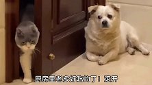 狗：敢在我眼皮子底下偷窃，把我这保安当空气了吗？