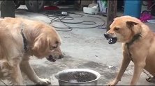 两狗狗为了一口吃的就成这样了，平时哥俩可是很友好的
