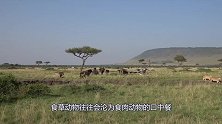 面对食肉动物的捕杀，食草动物有能力反抗，为何却总是选择逃跑