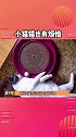 小猫猫也有烦心事儿 感觉猫身没有意义了娱乐播报台