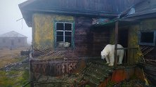 一群北极熊占领俄罗斯废弃气象站 住进人类的房屋