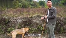 小伙在田埂发现动物痕迹，召唤2条神犬围攻，堵住洞口无处可逃