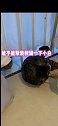 小灰：这招叫借刀猫。哈哥猫妹