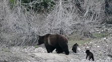 灰熊妈妈带着4只幼崽在公路上走，屁颠屁颠的跟在后面，真可爱