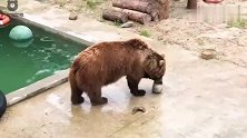 4岁的棕熊就是大宝宝，看到什么都好奇