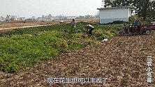 二爹二娘上地收花生，小宁现拔现吃，看产量咋样？