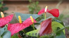 这花红艳艳寓意吉祥如意，每次开花惊艳硕大，比绿萝强多了