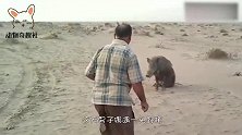 男子把野猪和家猪关一起，想要的场面出现了，过程惨不忍睹！
