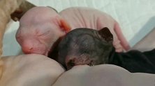 斯芬克斯猫妈妈和它的三个孩子，小奶猫吃奶的样子真可爱