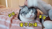 当猫咪遇上静电，反应也太好笑了
