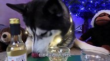 主人榨好柠檬汁，不料哈士奇凑上去喝了一口，接下来憋住别笑！