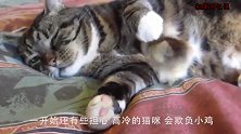 8只刺猬把猫咪当成妈妈，全都爬到猫咪的身上，接下来憋住别笑