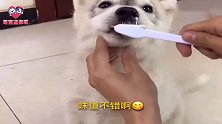 不同狗狗的刷牙体验，史尿多二哈你是王者吗？下一秒忍住别笑