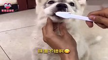 不同狗狗的刷牙体验，史尿多二哈你是王者吗？下一秒忍住别笑