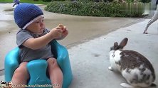小宝宝吃饼干，结果被一只兔子打劫，动作这么娴熟，一看就是惯犯