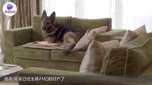 世界上最有钱的狗，坐拥25亿财产，每天还有豪车美女相伴