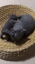 猫：孩子妈妈这窝里睡着舒服不呀！