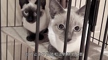 兢兢业业的猫奴，为了家里的15只猫，他把整个家差点拆了