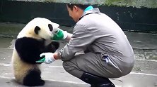 熊猫：现在由我跟奶爸给大家表演一段深情华尔兹