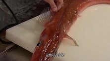 造型奇特的“马鞭鱼”，拉直有3米长，肉质细嫩，切片直接入口！