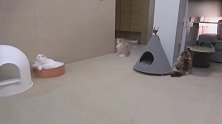好看的猫猫合集，这卧在小窝里的样子，好惬意！