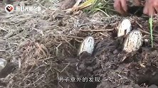 农村地里能长出鱼？男子翻开泥土后，鱼自己就蹦了出来