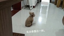 小泰迪从早到晚就只想干一件事，看完以后笑喷了