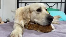 金毛犬多多与兔宝宝相互拥抱，这是多么纯真的友谊呀