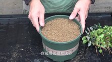 河沙有“2”大作用，金鱼吊兰扦插就用它，生根发芽快