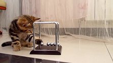 发现了好奇的小奶猫，这萌萌哒的样子，想养在家里了！
