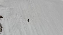 被困在雪坡上的小熊努力往上爬，失败几次终于成功了