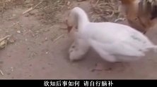 没想到，这家禽界也有地位高低之分呢