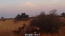 纪律严明的野犬军团，捕获一头巨羚羊，开膛破肚后直接活吃